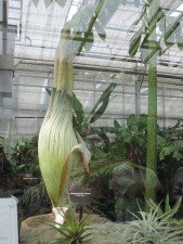 corpse flower