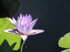 water lily