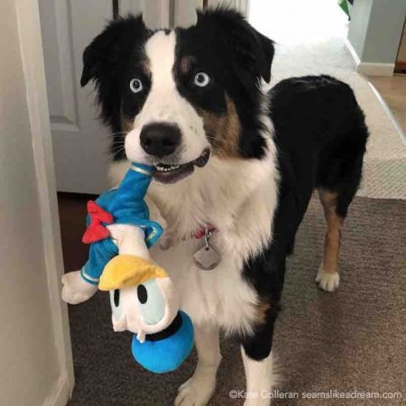 dog holding Donald duck toy