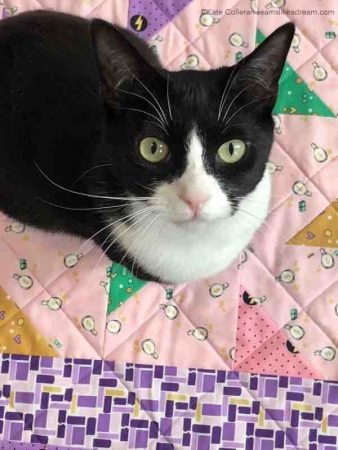 Turnabout Patchwork Book Review featured by top US quilting blog and shop, Seams Like a Dream Quilt Designs: Black kitten on pink quilt