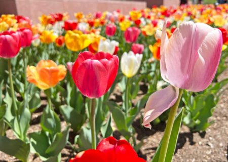 a row of pink, red, yellow and orange tulips